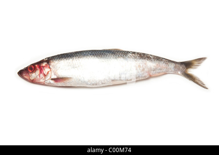 Poisson hareng frais isolé sur un fond blanc studio. Banque D'Images