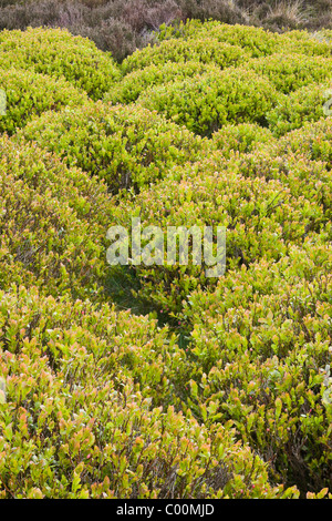 Des monticules de myrtille, Vaccinium myrtilus, sur Derwent Moor, Derbyshire, dans le Peak District Banque D'Images