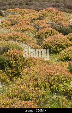 Des monticules de myrtille, Vaccinium myrtilus, sur Derwent Moor, Derbyshire, dans le Peak District Banque D'Images