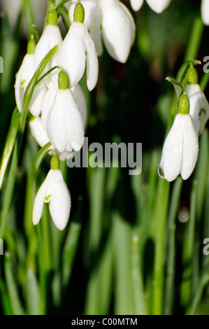 Perce-neige couverte de rosée sur une frosty matin de février. Banque D'Images