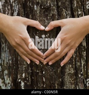 Les mains des femmes faisant une forme de coeur sur un tronc d'un arbre. Grand ecology concept Banque D'Images