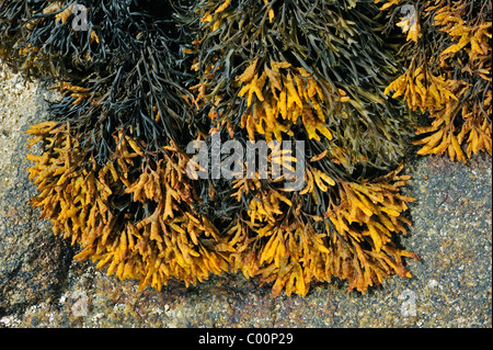 Le Seaweed canalisé / Channel rack (Pelvetia canaliculata) sur la roche découverte à marée basse Banque D'Images