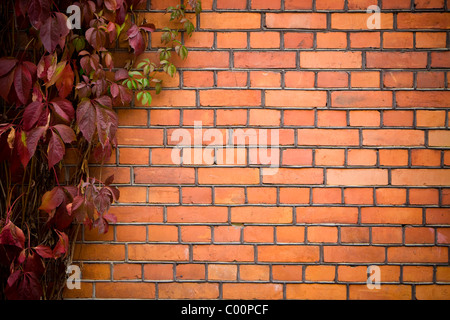 Mur à mur brique vine. recouvert de lierre. Banque D'Images