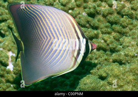 L'est médiocre (Chaetodon baronessa triangulaire) se nourrissant sur les polypes coralliens. Misool, Raja Ampat, Papouasie occidentale, en Indonésie. Banque D'Images