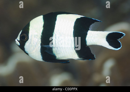 Dascyllus à queue noire (Dascyllus melanurus). Misool, Raja Ampat, Papouasie occidentale, en Indonésie. Banque D'Images