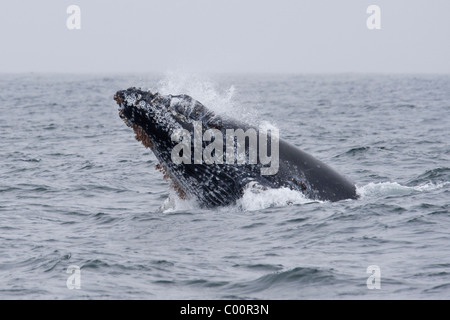 Baleine à bosse (Megaptera novaeangliae) calf violer. Monterey, Californie, l'océan Pacifique. Banque D'Images