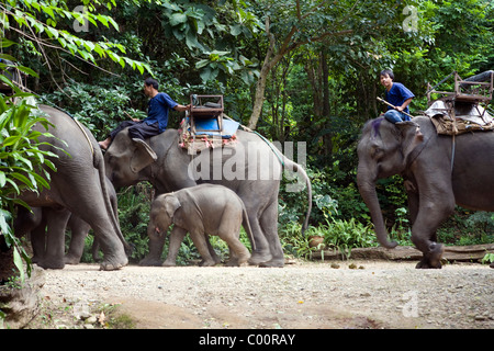 Elephant Training Camp Mae Taeng, la province de Chiang Mai, Thaïlande. Équitation un éléphant dans la forêt. Banque D'Images