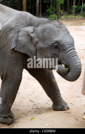 Elephant Training Camp Mae Taeng, la province de Chiang Mai, Thaïlande. Banque D'Images