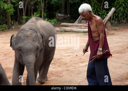 Elephant Training Camp Mae Taeng, la province de Chiang Mai, Thaïlande. Mahout indique à de jeunes éléphants pendant le repas. Banque D'Images