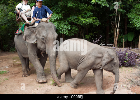 Elephant Training Camp Mae Taeng, la province de Chiang Mai, Thaïlande. Équitation un éléphant dans la forêt. Banque D'Images