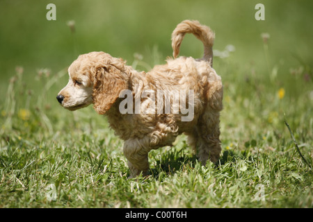 Pudel caniche / Welpe Puppy Banque D'Images