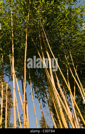 PHYLLOSTACHYS AUREOSULCATA SPECTABILIS Banque D'Images