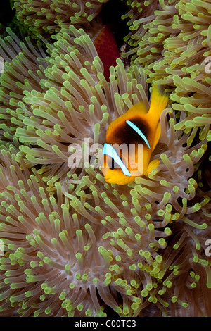 Poisson clown à deux bandes en anemone Banque D'Images