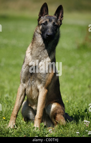 Malinois Banque D'Images