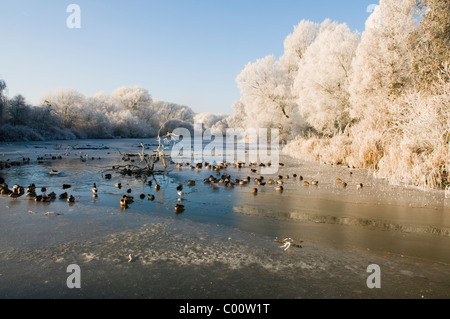 Givre au Coombe Abbey COUNTRY PARK Banque D'Images