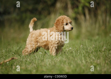 Pudel caniche / Welpe puppy Banque D'Images