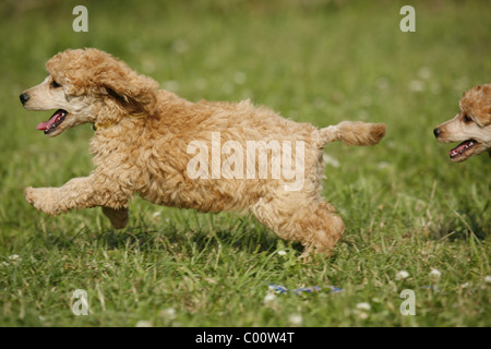 Pudel caniche / Welpe puppy Banque D'Images