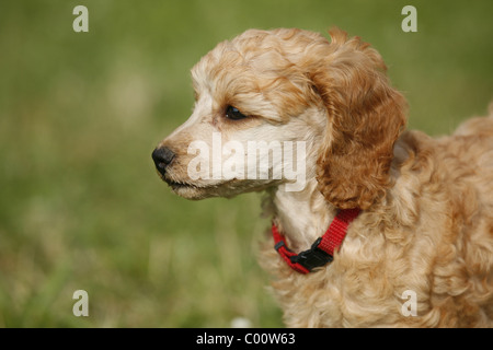 Pudel caniche / Welpe puppy Banque D'Images