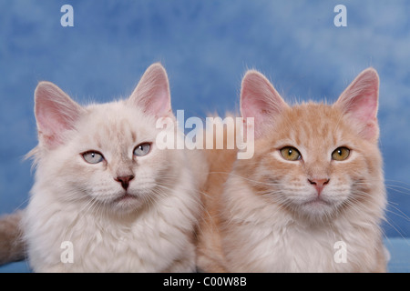 Sibirische Katze / chat des forêts de Sibérie Banque D'Images