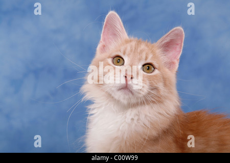 Sibirische Katze / chat des forêts de Sibérie Banque D'Images