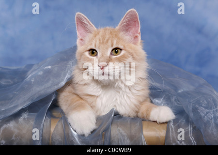 Sibirische Katze / chat des forêts de Sibérie Banque D'Images