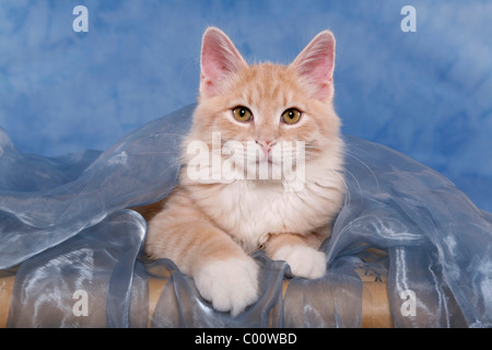 Sibirische Katze / chat des forêts de Sibérie Banque D'Images