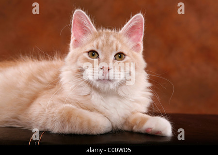 Sibirische Katze / chat des forêts de Sibérie Banque D'Images