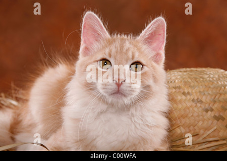 Sibirische Katze / chat des forêts de Sibérie Banque D'Images