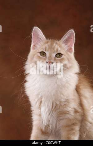 Sibirische Katze / chat des forêts de Sibérie Banque D'Images