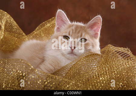 Sibirische Katze / chat des forêts de Sibérie Banque D'Images