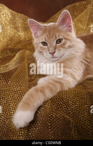 Sibirische Katze / chat des forêts de Sibérie Banque D'Images