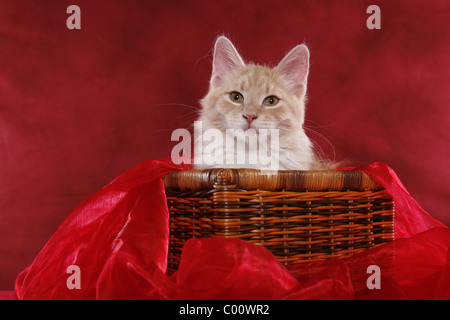 Sibirische Katze / chat des forêts de Sibérie Banque D'Images