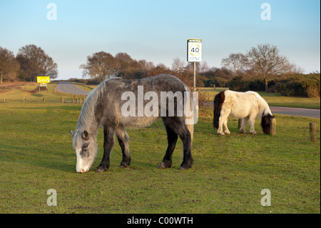 Poneys New Forest de l'herbe de pâturage par le bord de la rue, Godshill nouvelle Forêt Banque D'Images