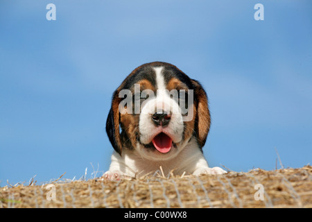 Beagle Chiot Beagle / Welpe Banque D'Images