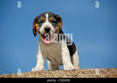 Beagle Chiot Beagle / Welpe Banque D'Images