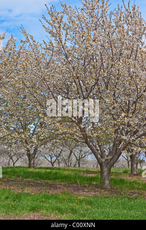 Les cerisiers en fleurs de printemps dans le comté de Mason, Michigan les vergers. Banque D'Images