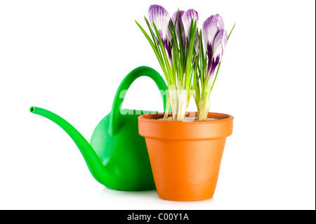 Blooming crocus violet en terre cuite pot de fleurs et d'outils de jardin sur fond blanc Banque D'Images