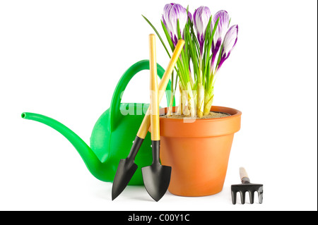 Blooming crocus violet en terre cuite pot de fleurs et d'outils de jardin sur fond blanc Banque D'Images