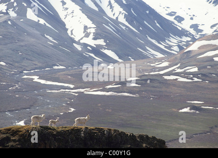 Dall, brebis et l'agneau, Denali National Park, Alaska Banque D'Images