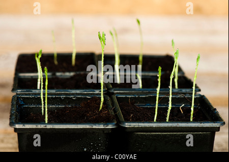 Pois de 'Belle Dame', Lathyrus odoratus, plants Banque D'Images