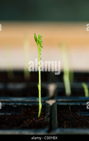 Pois de 'Belle Dame', Lathyrus odoratus, plants Banque D'Images