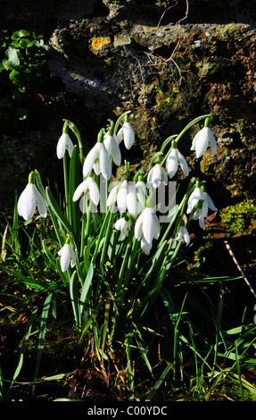 Aconites et perce-neige en milieu rural English Woods, au début du printemps. Banque D'Images