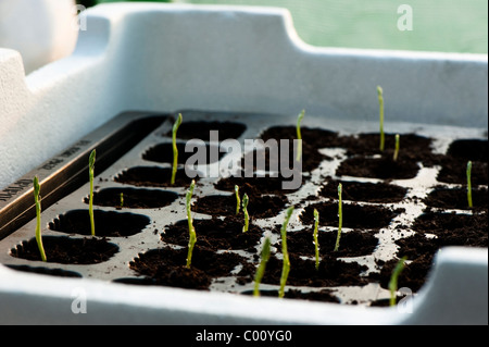 Pois de 'Belle Dame', Lathyrus odoratus, plants Banque D'Images