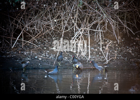 Un ragondin avec Gallinules poule-d sur une rivière Allier bank (France). Ragondin et gallinules poules d'eau sur une berge de l'Allier. Banque D'Images