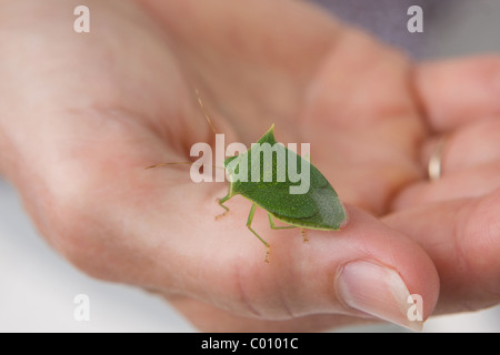 Une femme est titulaire d'une green stink bug d'épines dans la famille Pentatomidae, Nom scientifique - Loxa flavicollis. Banque D'Images