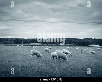 Des moutons paissant dans un champ au crépuscule dans Cheshire farm land Moulton Banque D'Images