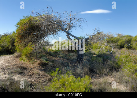 Arbre tordu par le vent à Las Salinas de San Pedro del Pinatar. Banque D'Images