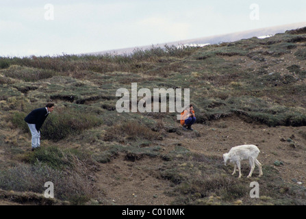 Les enfants ayant des mouflons de Dall, agneaux, Denali National Park, Alaska Banque D'Images