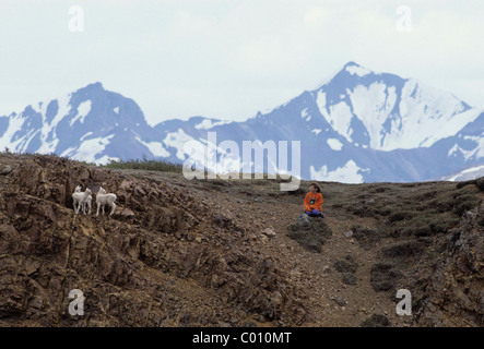 Enfant, fille, avec Dall, agneaux, Denali National Park, Alaska Banque D'Images