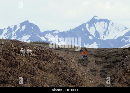 Enfant, fille, avec Dall, agneaux, Denali National Park, Alaska Banque D'Images